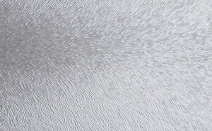 Chinchilla Chinchilla
